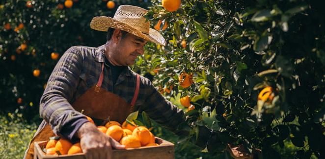 春天，农场工人拿着木箱从橘子树枝上采摘新鲜成熟的橙子